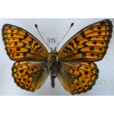 Argynnis niobe (Linnaeus, 1758) Dostojka niobe Czech17k